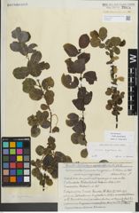 Foto von Salix myrsinifolia Salisb.
